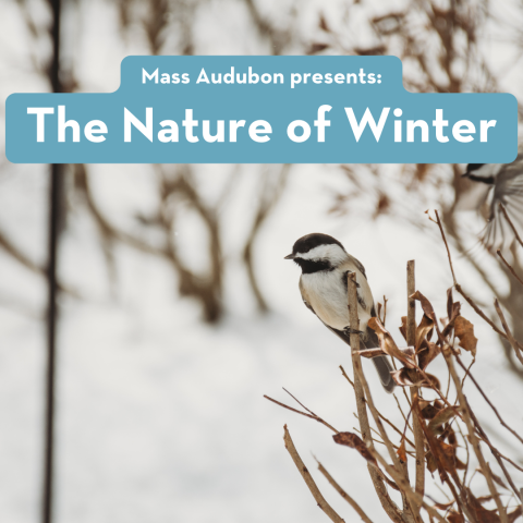 Nature of Winter program with picture of chickadee