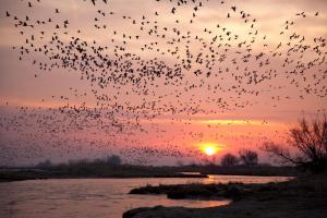 A picture of birds flying over a body a water with the sunset behind them.