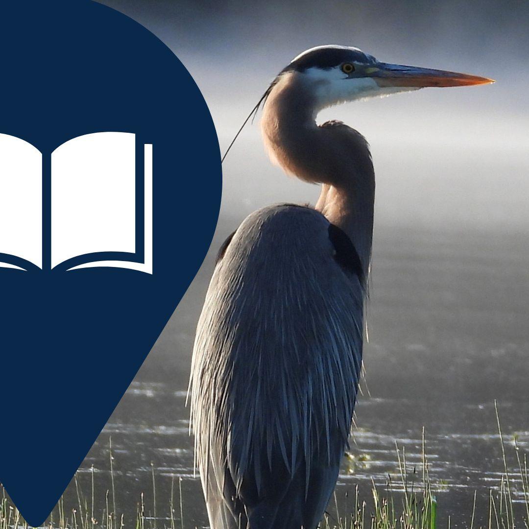 photo of crane in water